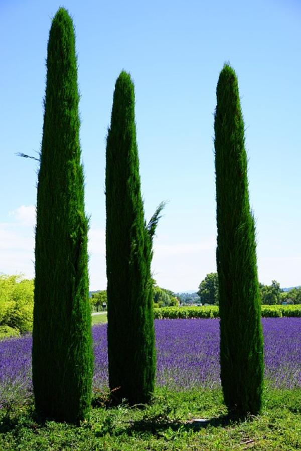 Balade - Parc du Cypressat