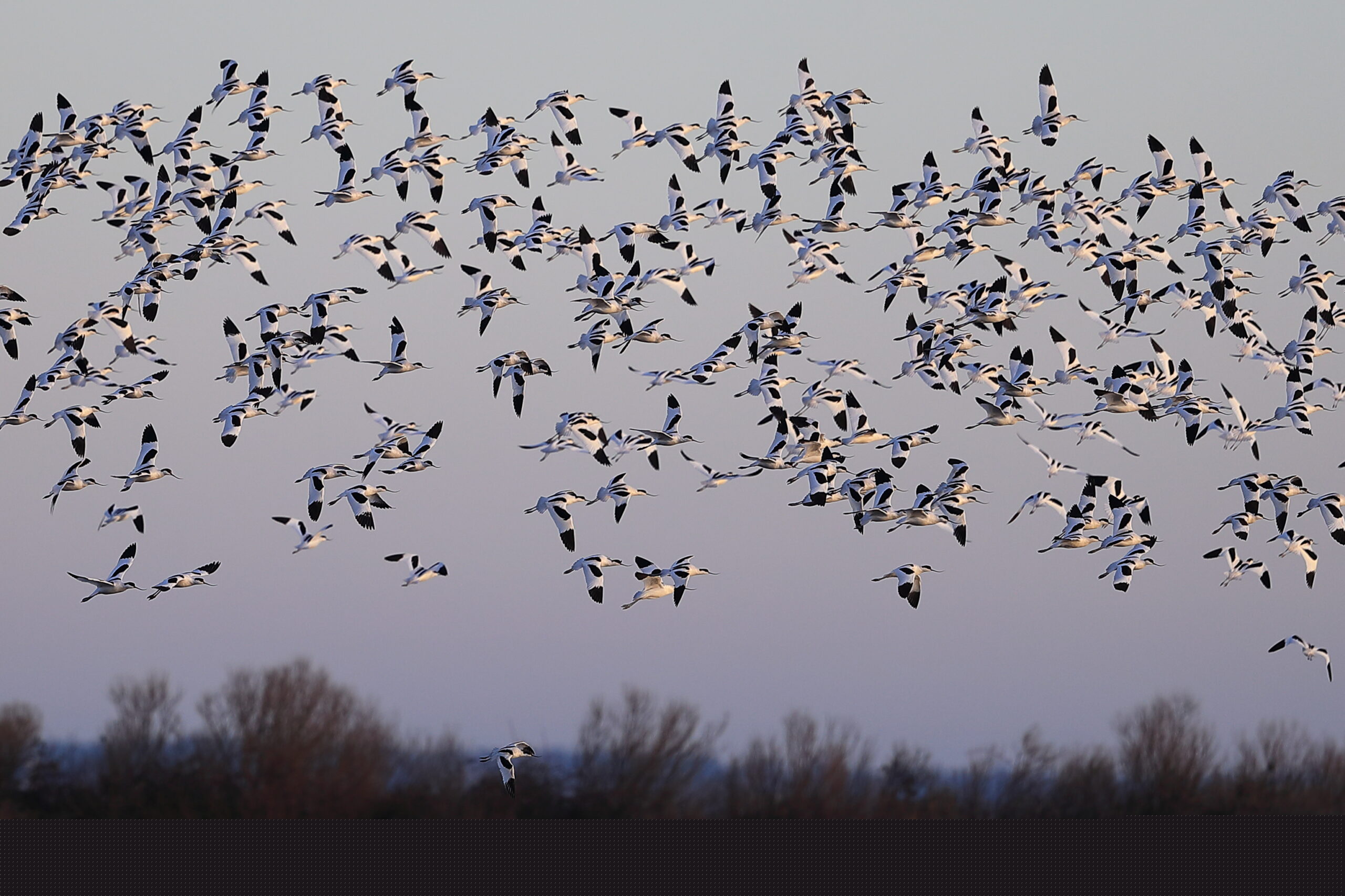 Balade au lever du jour dans la Réserve Ornithologique du Teich