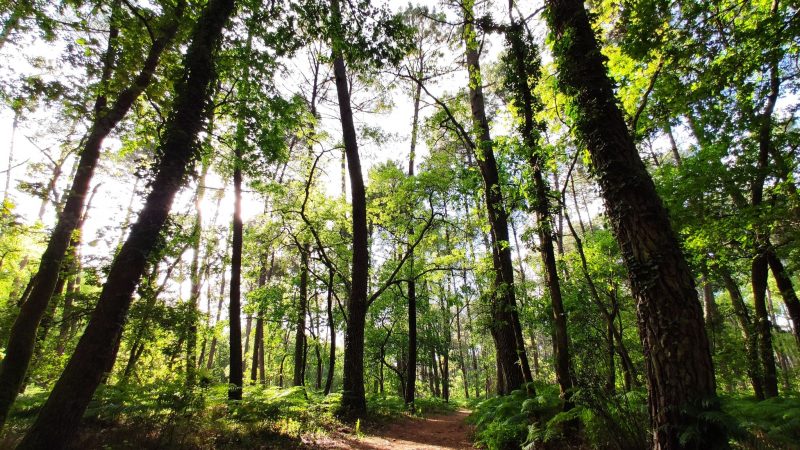 <ahref='https://www.villemios.fr/evenement/balade-nature-feerique-a-mios/' title='Balade « Nature féérique à Mios »'>Balade « Nature féérique à Mios »